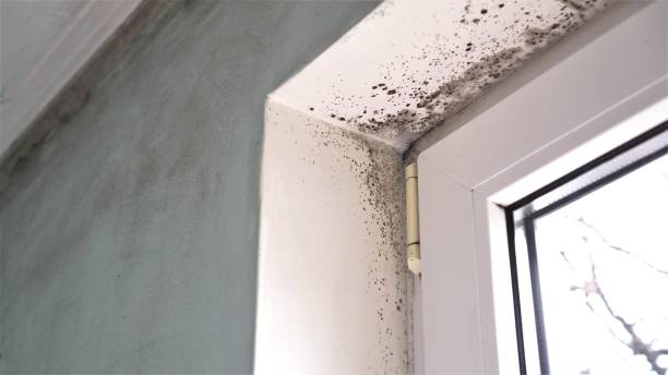 Best Mold Remediation for Specific Building Types in Martin, SD