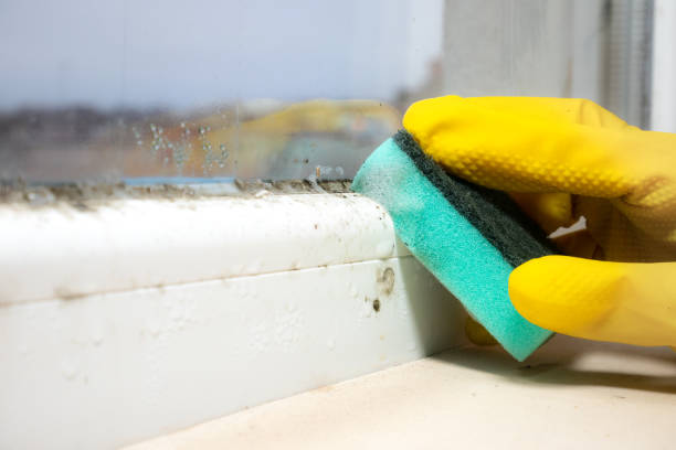 Professional Mold Remediation in Martin, SD