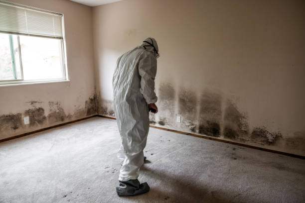 Best Basement Mold Remediation in Martin, SD